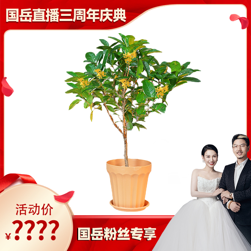 【国岳直播三周年】【花伴水】五年桂四季桂花树盆栽老桩月桂开花香味