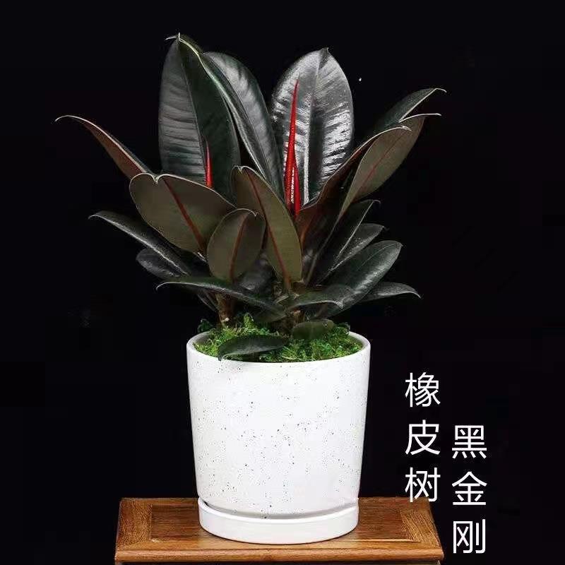 黑金刚橡皮树室内绿植盆栽净化空气四季常青绿植好养北欧懒人原盆