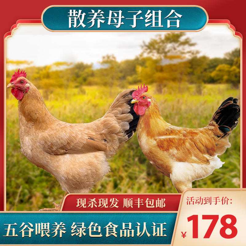 【老母鸡童子鸡套餐】走地溜达柴火三黄农家散养土鸡2只3.5-4.0斤