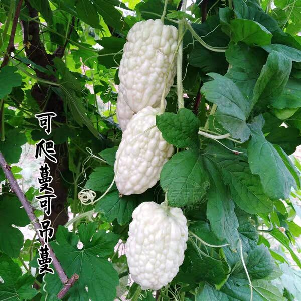 蔬果生吃不苦甘甜水果播台湾苹果苦瓜种子白苦瓜种籽四季孑春夏秋