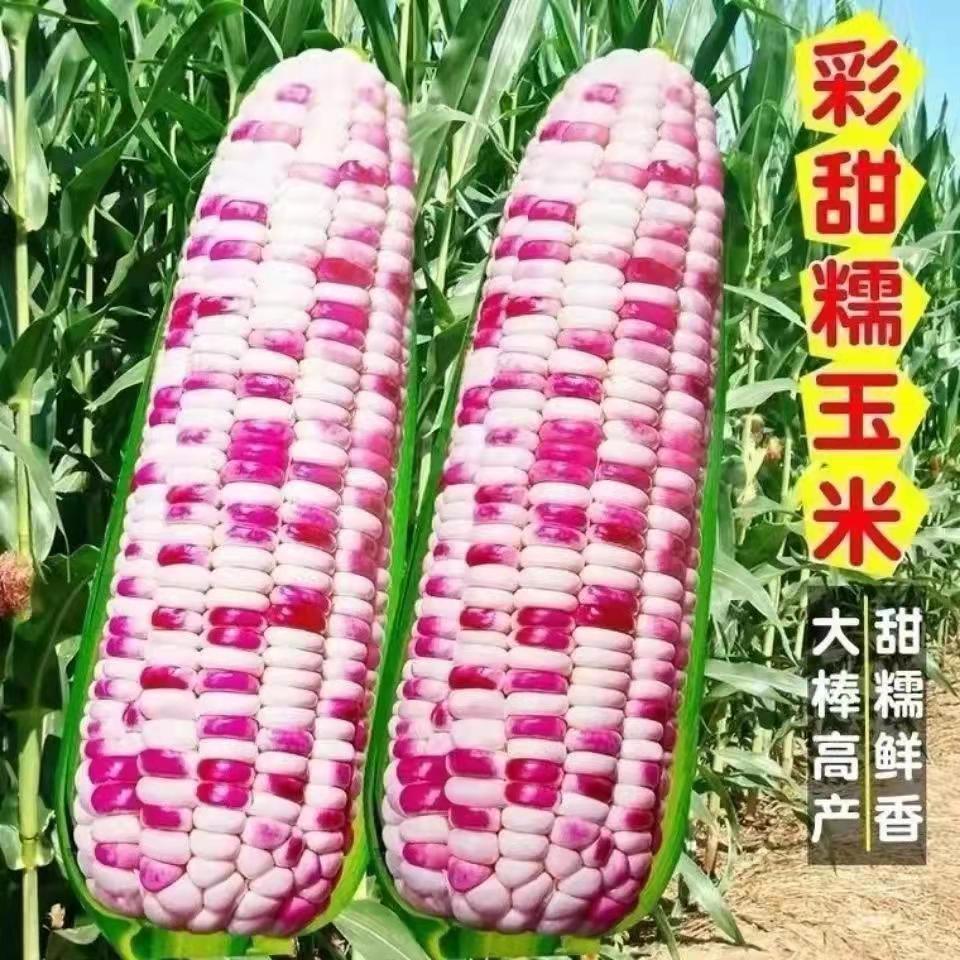 彩糯玉米种子高产大田四季香甜糯玉米种子早熟多彩粘糯庭院