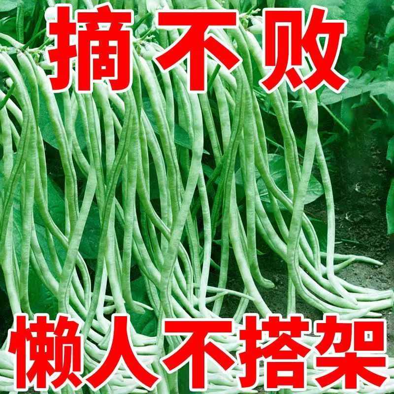 无架长豆角种子不用搭架子的长豆角蔬菜种籽四季播种长豇豆庭院