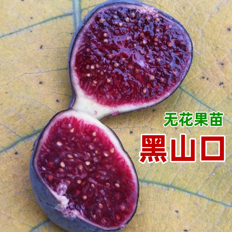 黑山口黄山口无花果树苗特大糖心日本紫果北南方庭院种植当年结果