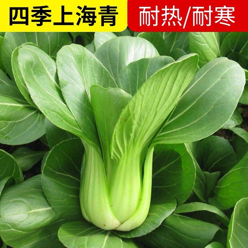 四季小青菜种子矮杆青梗上海青种子苏州小青菜籽蔬菜盆栽阳台庭院