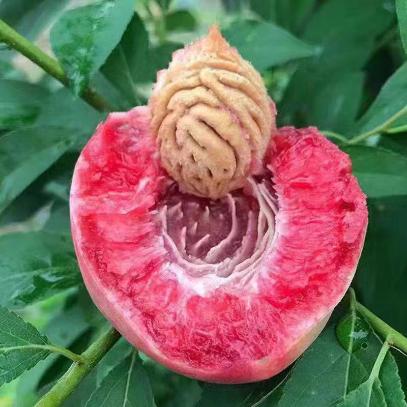 【老树猪血桃】头茬新鲜2025年老树红心血桃朱砂红胭脂红离超大水果