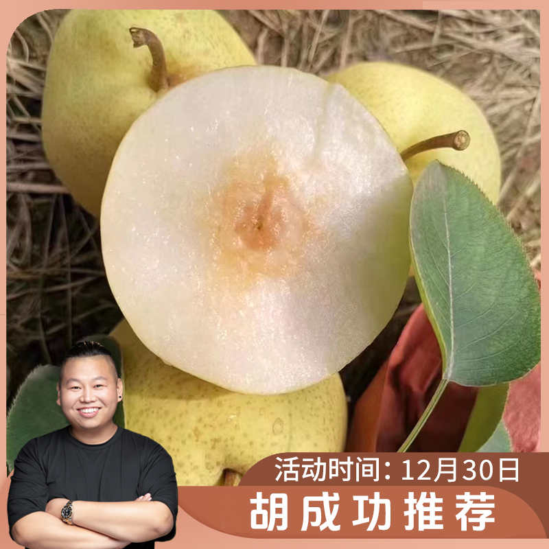 【胡成功推荐】情之甄陕西蒲城酥梨8枚单果140g+应季水果清甜爽口