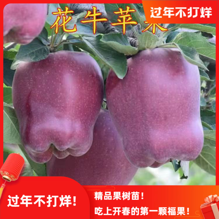 天水花牛苹果树苗嫁接果树红蛇果苗全国可种植产量高地栽当年结果