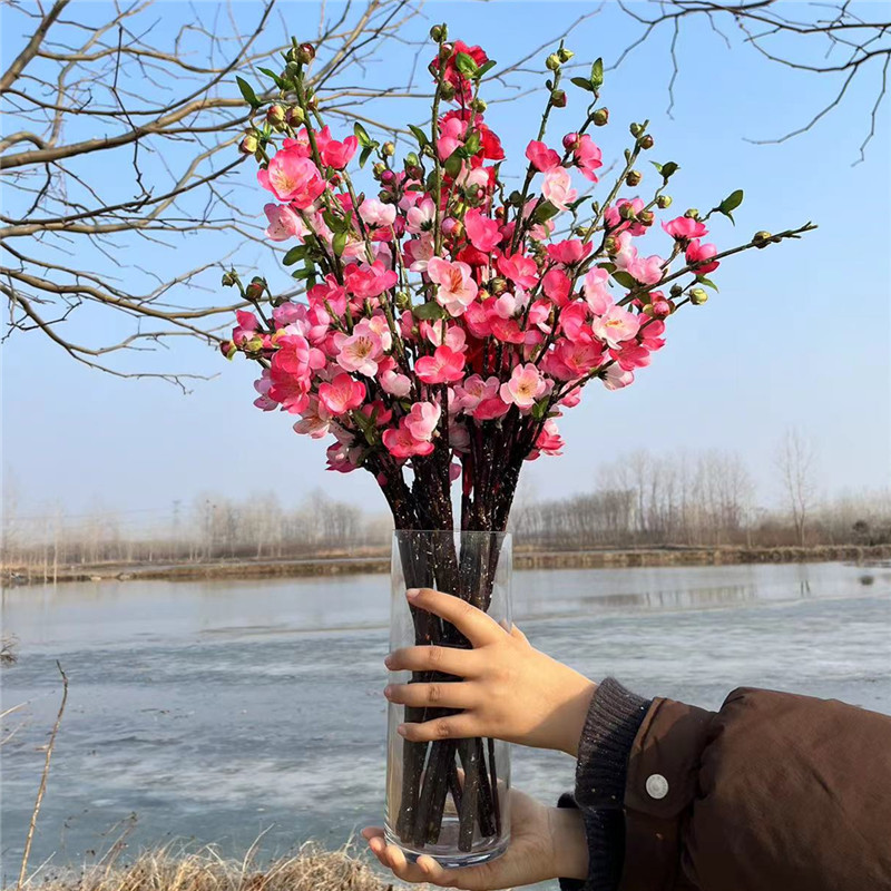 【网红明星同款】鲜枝红梅水培植物冬季耐寒好养易活室内外客厅绿植