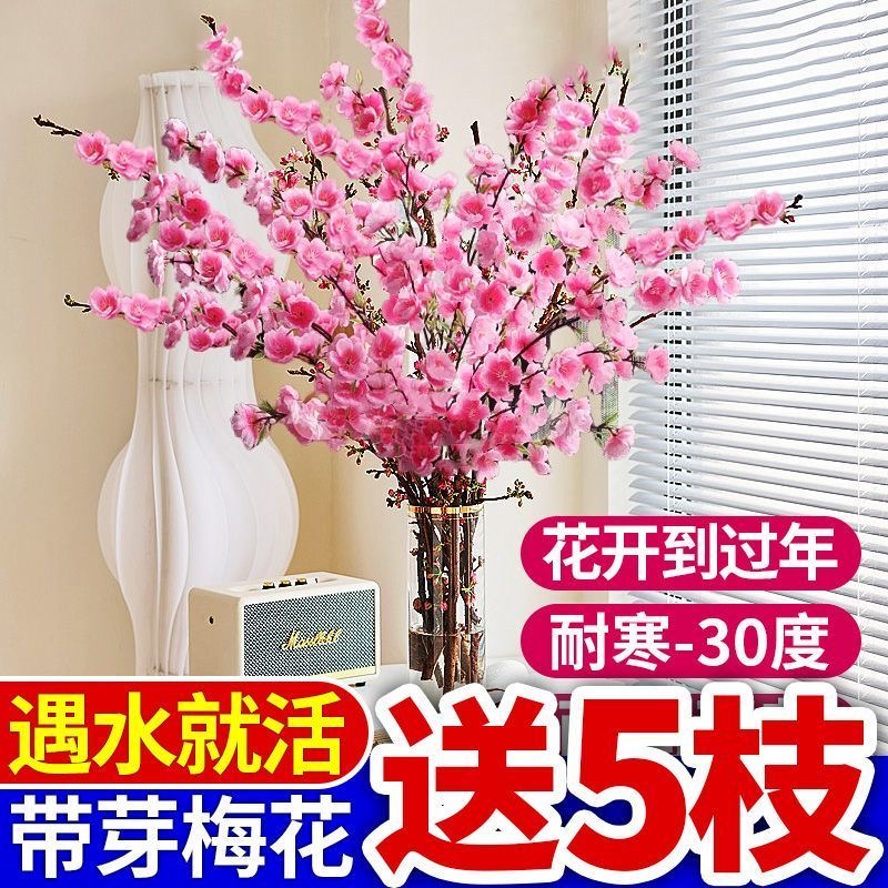 【年宵花】红梅干枝水培植物水养花卉鲜花梅花鲜枝爆花室内客厅绿植