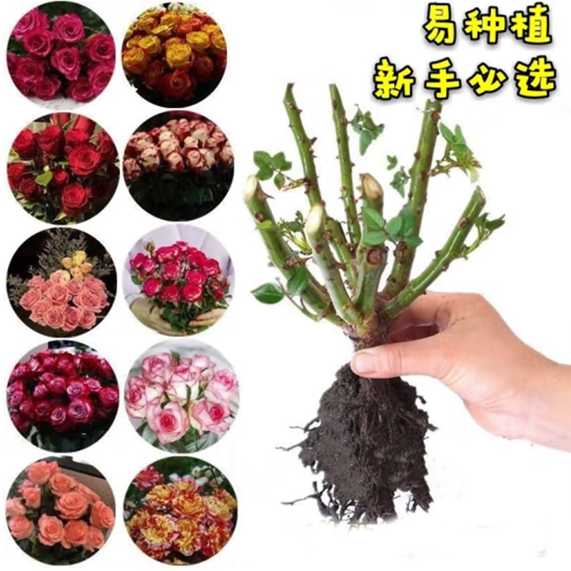 【易种植】玫瑰花苗老桩特大花带花苞花卉绿植盆栽室内外养阳台四季
