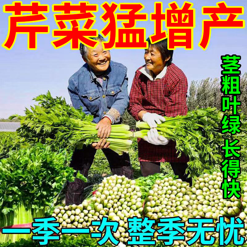 芹菜猛长芹菜专用肥料增粗增白拉长嫩绿西芹通用芹菜速长叶面肥