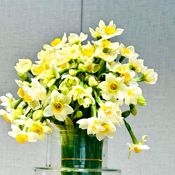 【现摘鲜花切】漳州水仙花枝冬季水培花卉室内装饰春节重瓣单瓣花香