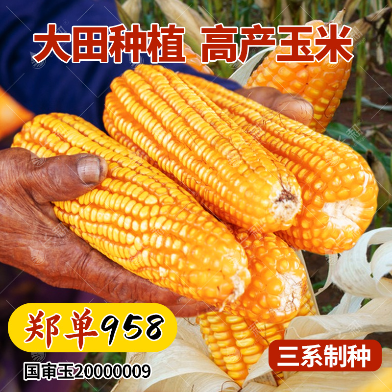 郑单958超级高产杂交玉米种子大田饲料包谷种孑良玉99玉米籽大全