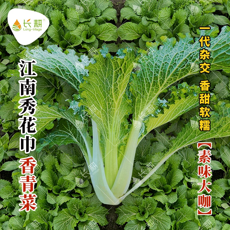 江南绣花巾小青菜种子不结球白菜种孑秋冬播四季耐寒蔬菜种籽盆栽