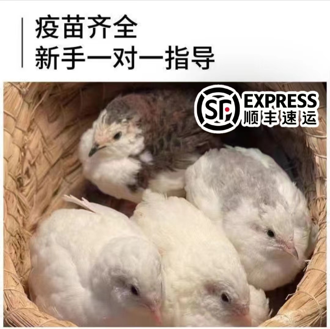 15米芦丁鸡成年鸡网红迷你鸡卢丁鸡养殖包邮包损