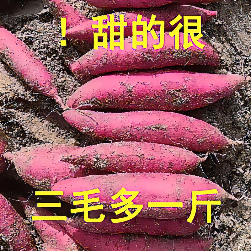 【现挖现发】超甜沙地红薯新鲜红黄心蜜薯地瓜1-9斤板栗番薯蔬菜