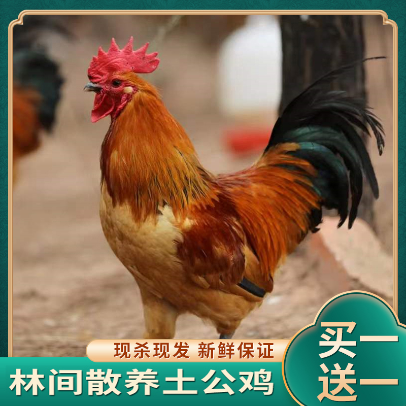 【拍一发二】新鲜散养土公鸡红烧必备带内脏 2只净重5.5-6斤