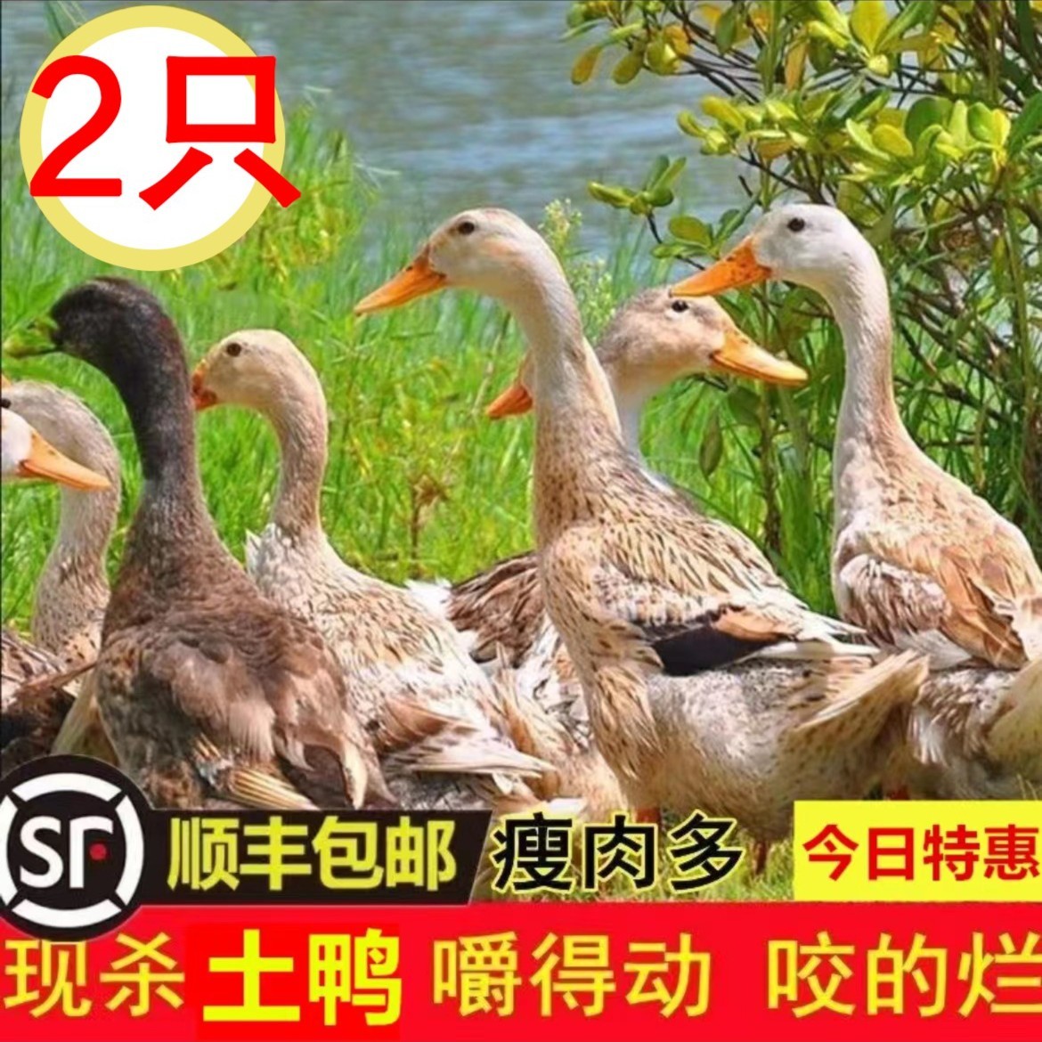 【2只麻鸭】农村散养水库麻鸭到手2只带内脏 顺丰包邮 重量4-5斤