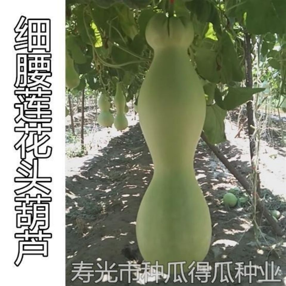 (葫芦种子)细腰莲花头葫芦籽稀有名贵品种 超大莲花头葫芦种籽