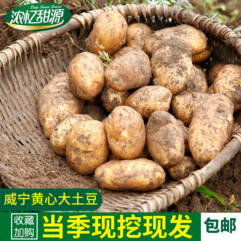 2023年贵州高山新鲜土豆威宁大土豆高山洋芋净重9斤农家黄皮黄心
