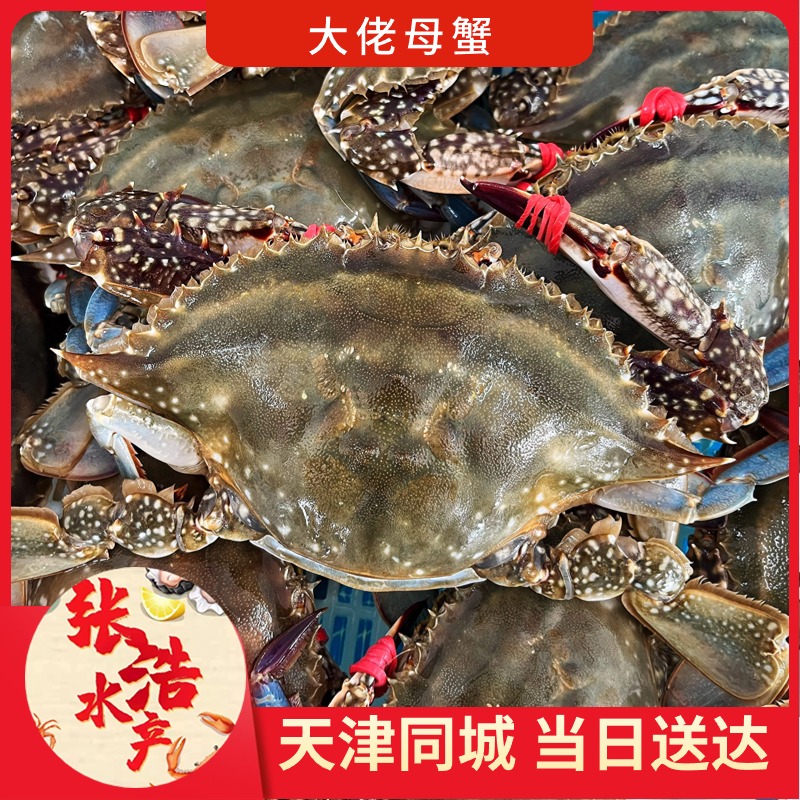 【张浩海鲜】满黄大母蟹 3-8斤  天津同城当日达 梭子蟹  螃蟹