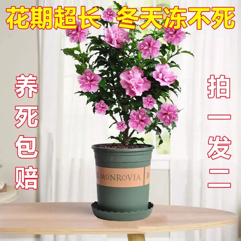 木槿花盆栽大苗重瓣多色巨大花带花苞四季花卉植物开花不断扶桑花