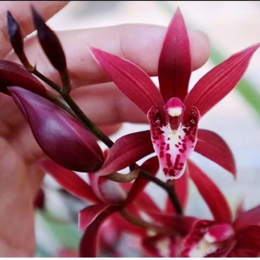 精品高贵5花【中国红】年宵花 好养易活 室内盆栽浓香型