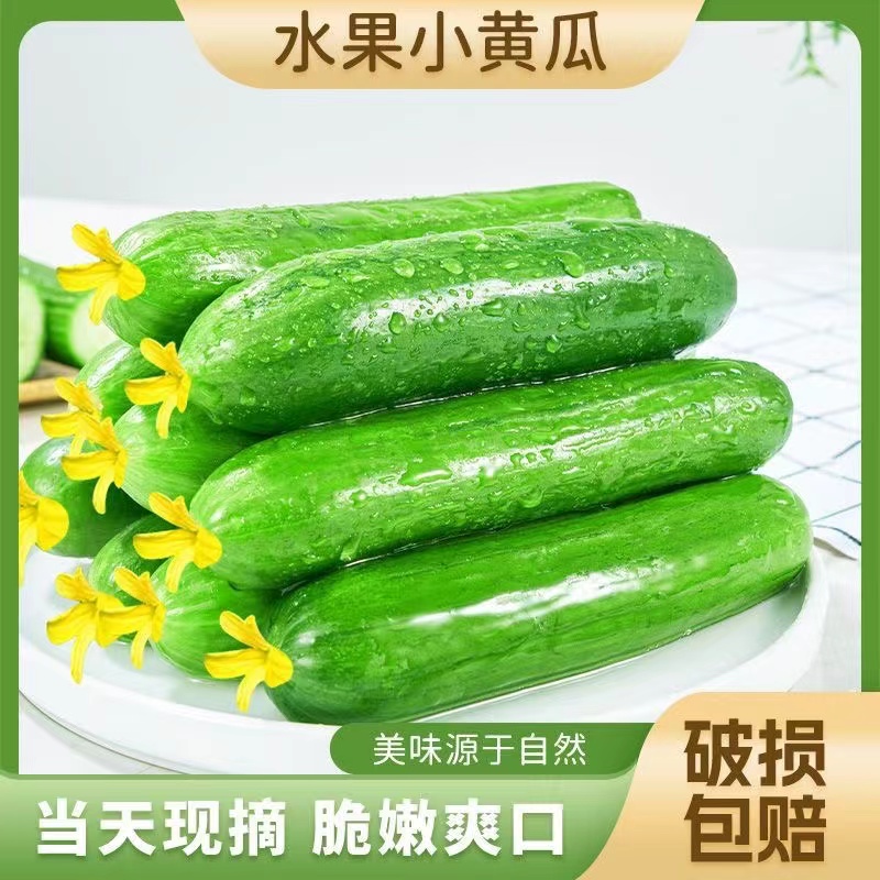 （新鲜采摘）新鲜脆嫩生吃水果小黄瓜4.5斤约18-25根农家蔬菜腌黄瓜