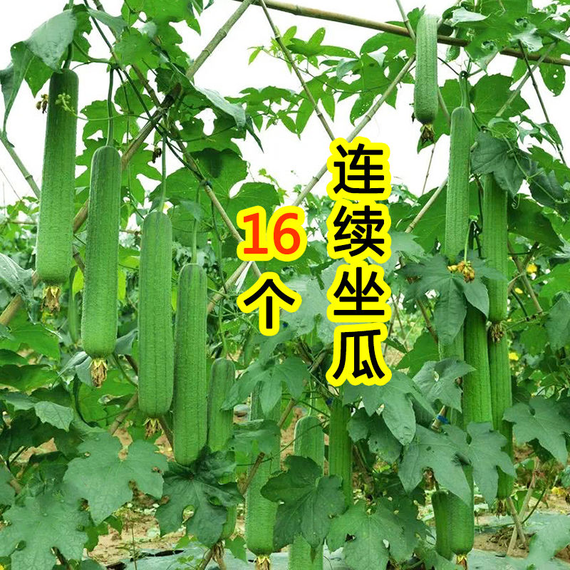 肉丝瓜种子高产早熟丝瓜种子四季南方丝瓜籽农家阳台蔬菜种子