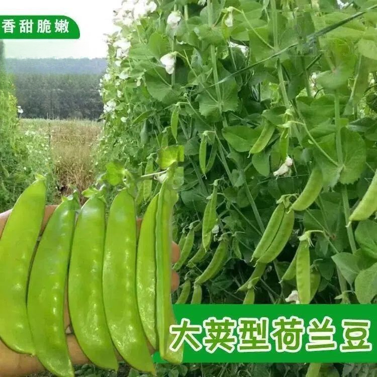 软荚荷兰豆种子耐寒搭架四季大荚菜豆豌豆豆角种籽农家蔬菜种籽