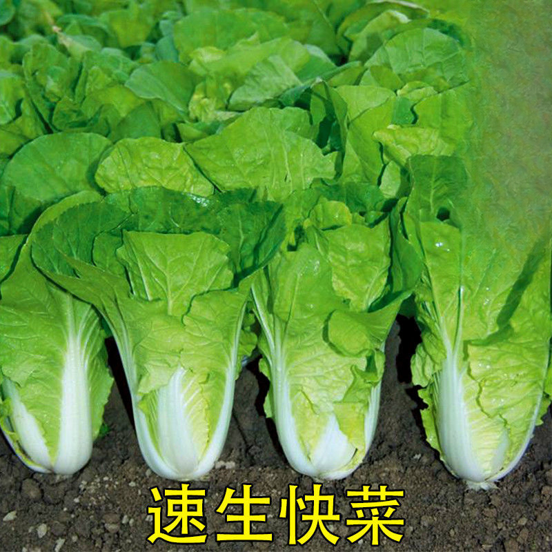快菜种播20天快菜春夏秋冬季种青蔬菜种孑阳台子奶油小白菜籽四季
