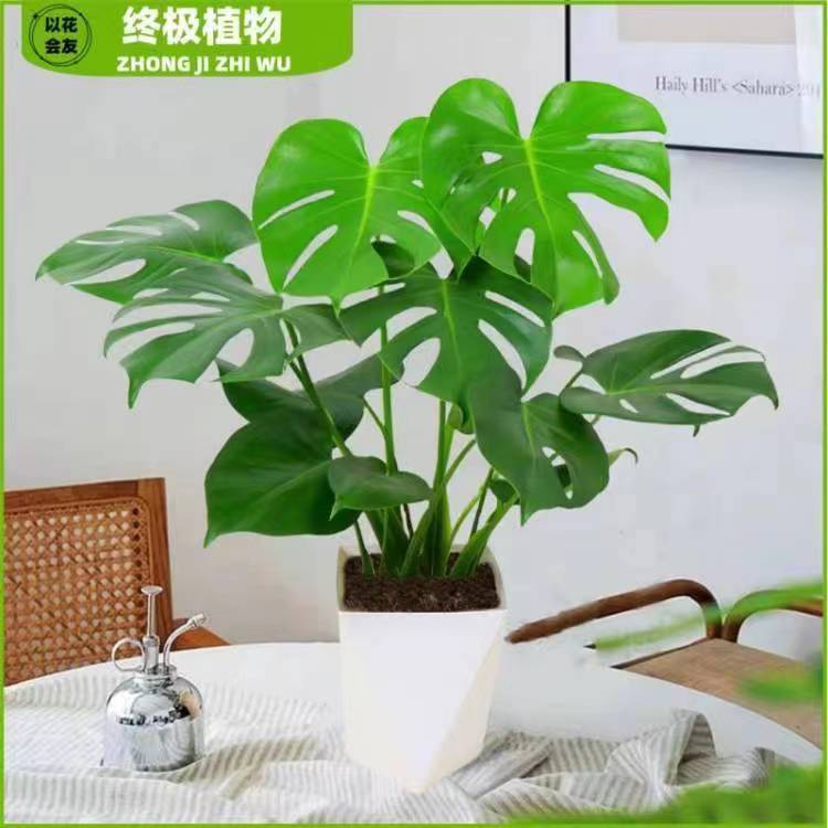 龟背竹盆栽客厅室内大型绿植落地家庭大叶植物花卉耐阴吸甲醛好养
