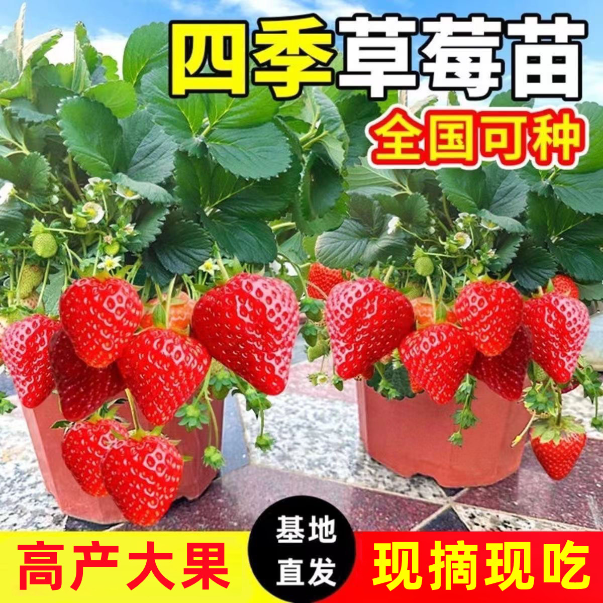 【20天吃草莓】四季奶油草莓苗盆栽地栽阳台庭院种植草莓秧裸根苗
