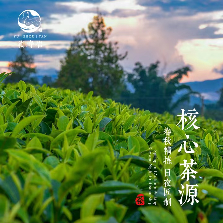 【福鼎专场】2023九冈顶白牡丹砖100g