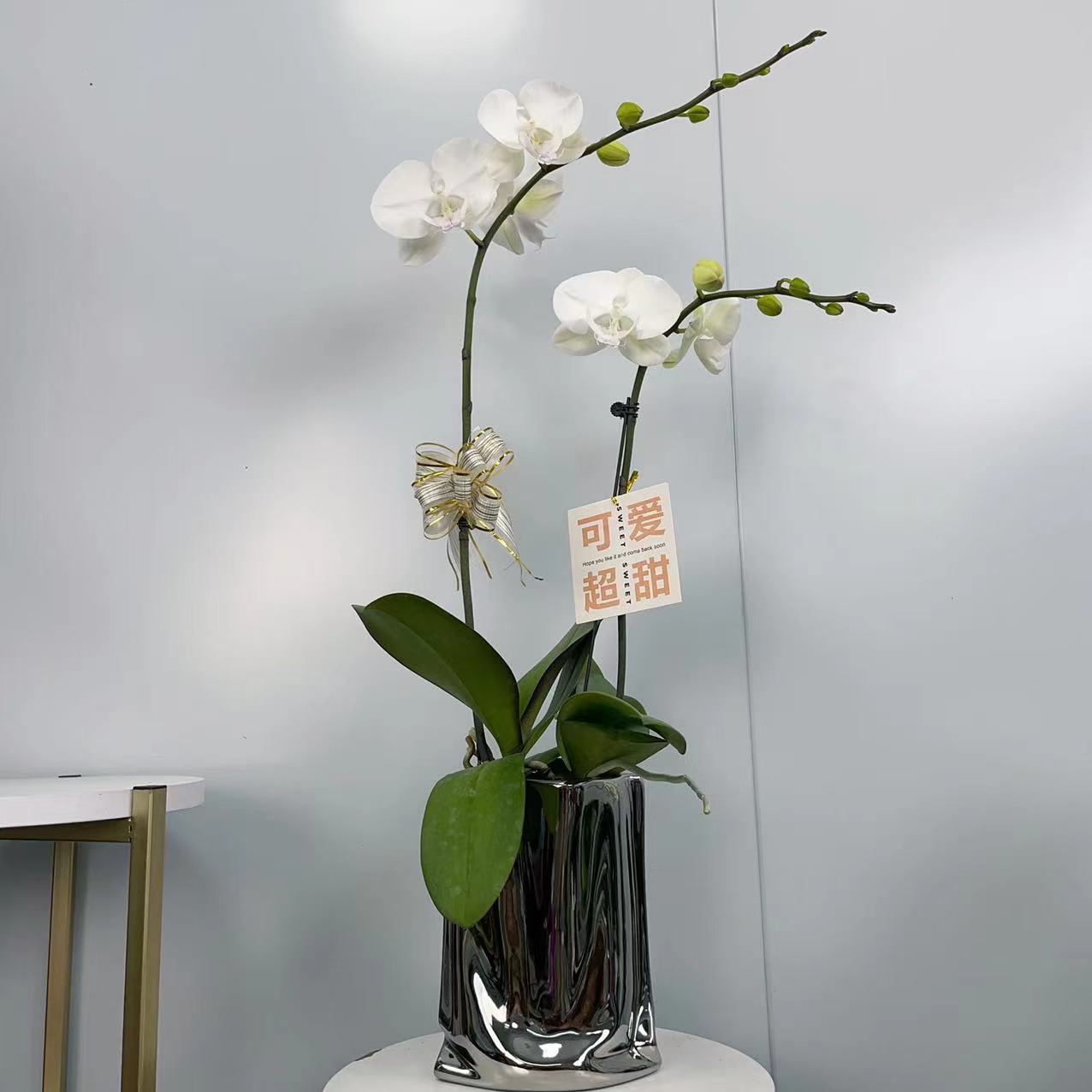 桦艺优选【白富美年宵花】蝴蝶兰室内高端绿植花卉艺术组盆系列盆栽