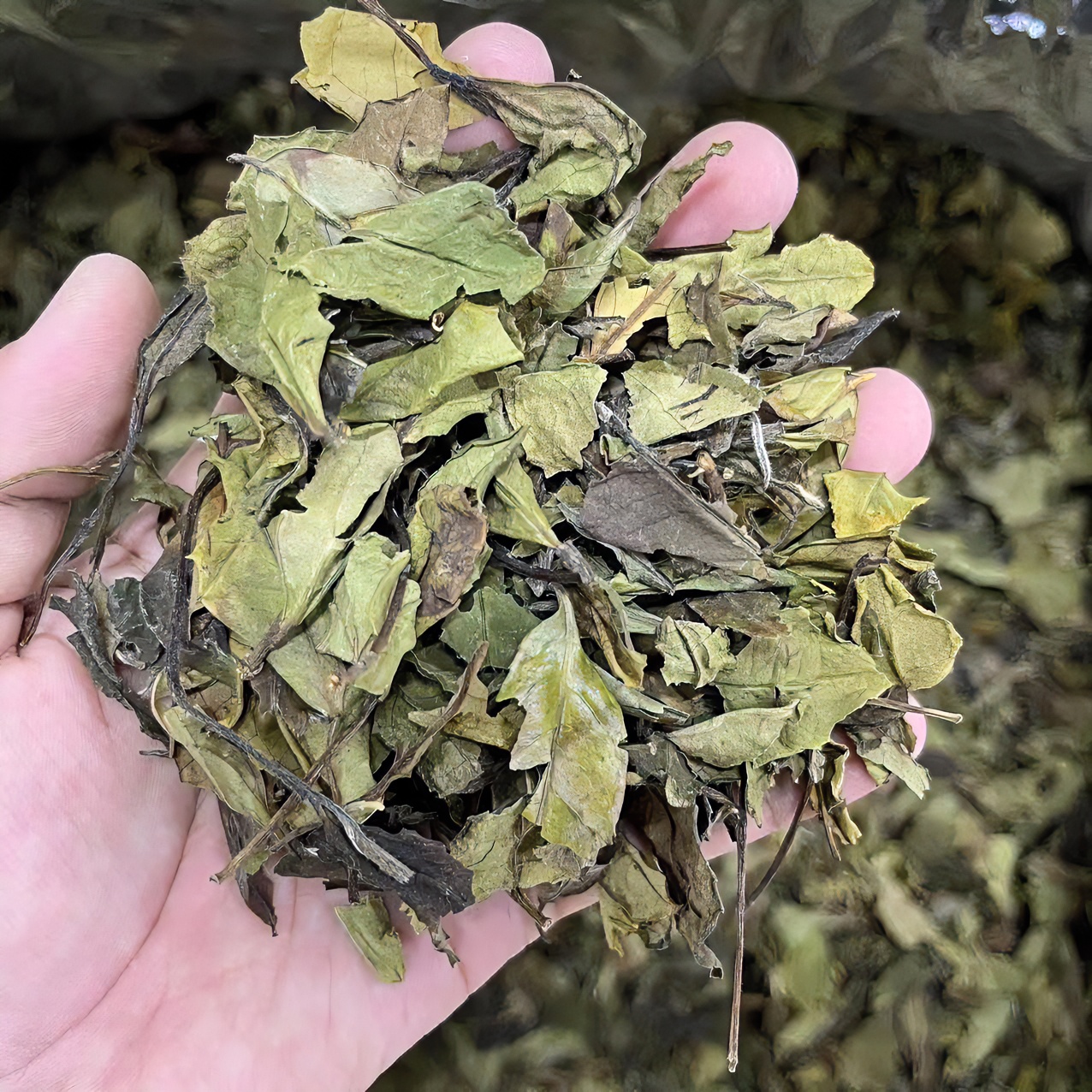 2021年小菜冬片寿眉福鼎白茶高档茶叶磻溪礼盒装清甜可饮可藏白茶
