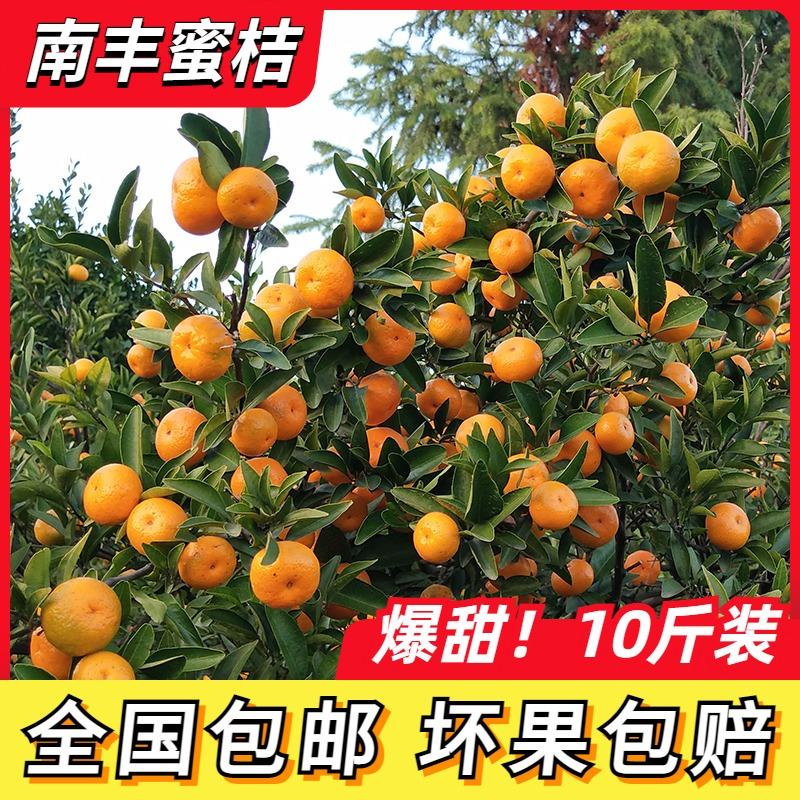 正宗江西南丰蜜桔5/10斤小桔子新鲜现摘当季水果无核砂糖橘