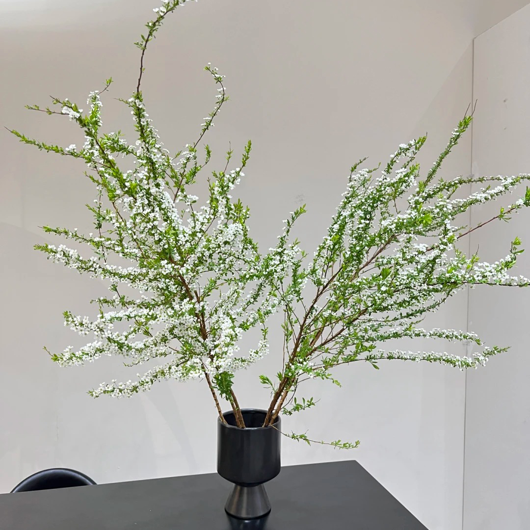 雪柳网红浪漫鲜枝水养插花水培植物鲜花卉室内盆栽绿植龙柳好活