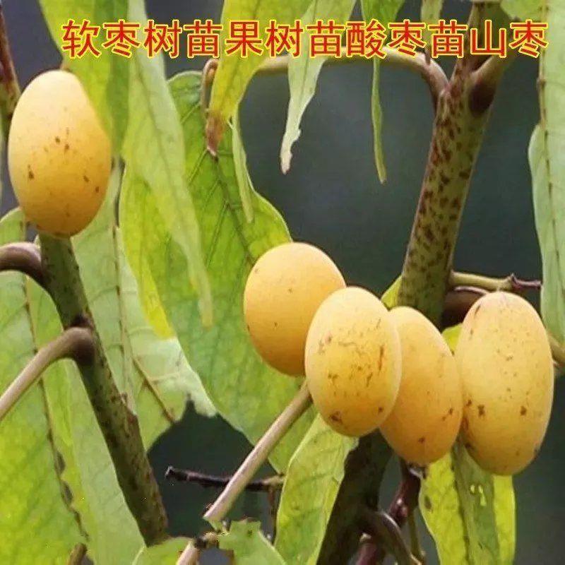 软枣树苗果树苗酸枣苗山枣鼻涕梨五眼果苗南酸枣苗 稀有果树 真苗
