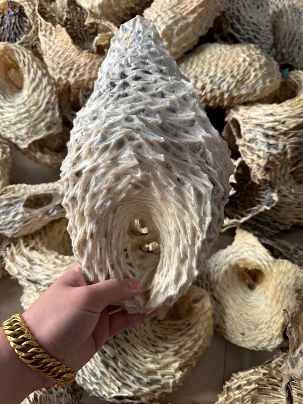 西沙群岛 刺龟皮 刺泡鱼 鱼干500克