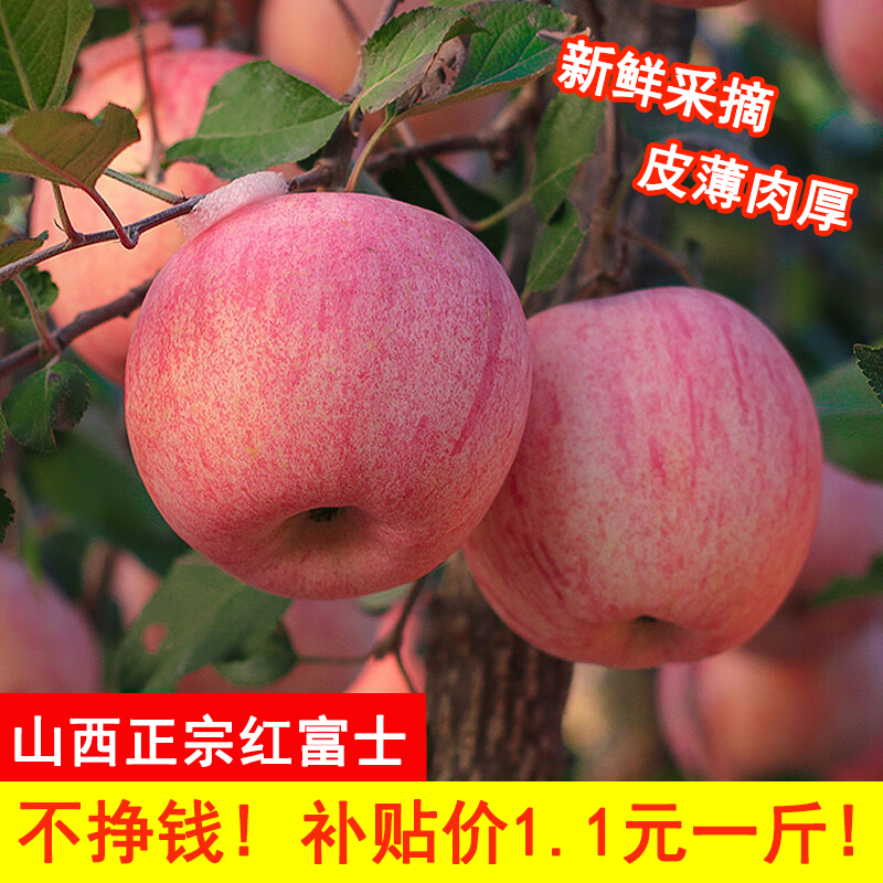 【现摘现发】陕西洛川红富士苹果新鲜当季脆甜冰糖心时令丑苹果大果