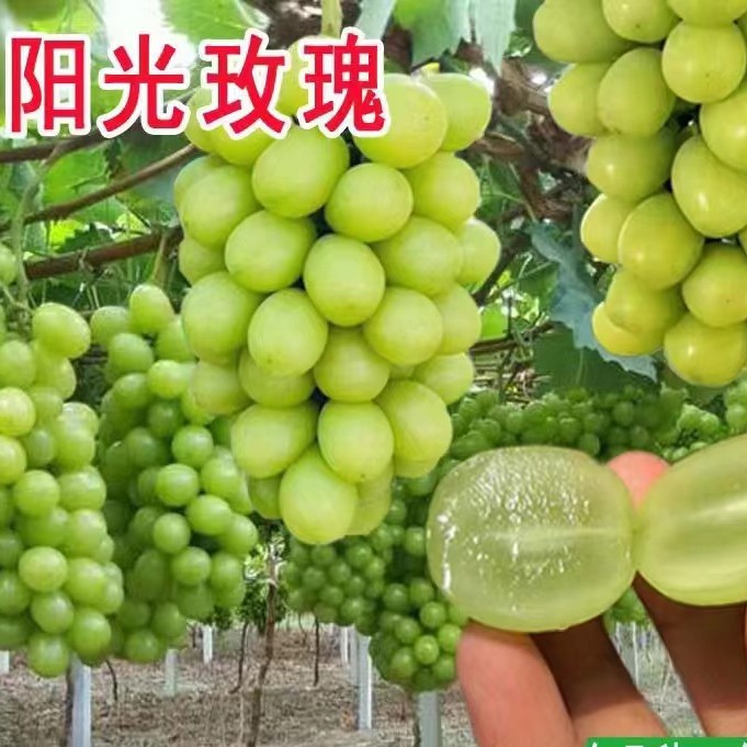 a粉丝福利a粉丝福利a粉丝福利盆栽地栽葡萄苗原盆带叶带土带果南