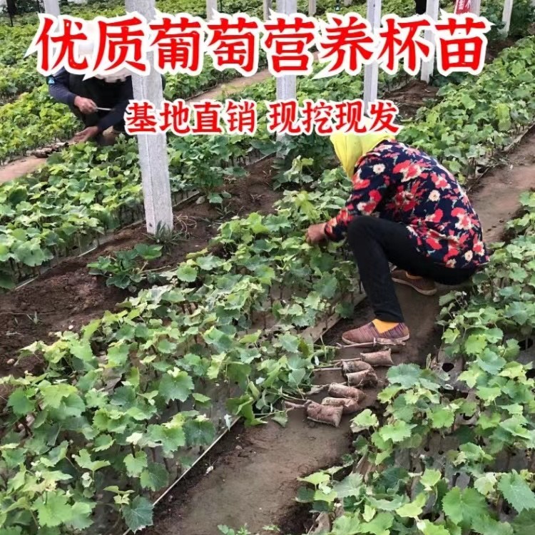 a粉丝福利a粉丝福利a粉丝福利a粉丝福利葡萄树苗阳光玫瑰妮娜皇后