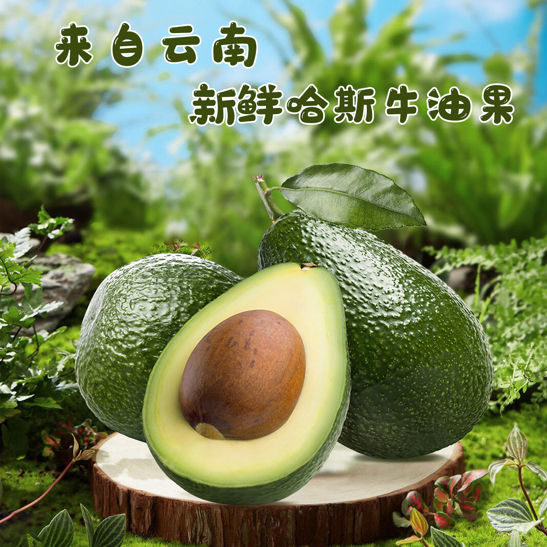 【坏果必赔】云南哈斯牛油果8粒装/单果70-110克【需要3-7天催熟】