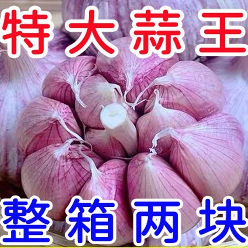 【拒绝老蒜】正宗紫皮干蒜23年新晒大蒜头新鲜干蒜大蒜子100克整箱