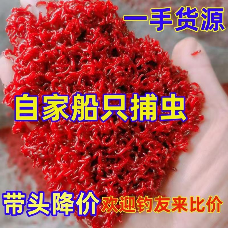 鲜活红虫特大号公虫活体活饵喂鱼饵拉饵鲫鱼野钓饵料钓鱼天津红虫