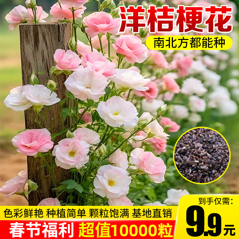 【抢！9.9元10000粒】洋桔梗花四季易活播种盆栽地栽南北方种植浇水