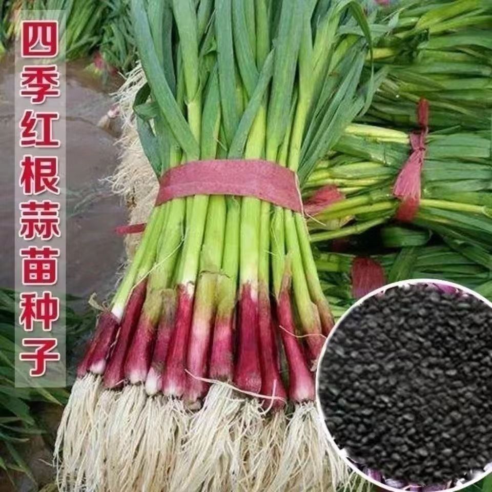 【5天发芽】红头蒜苗种子四季播大蒜苗种子宽叶红根棚种香蒜硬新种