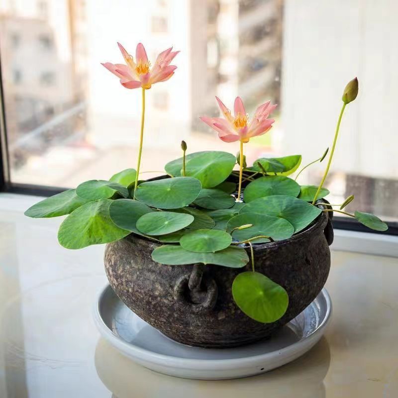 【满9.9包邮】四季开花盆栽碗莲种水培植物睡莲荷花种水生水养阳台