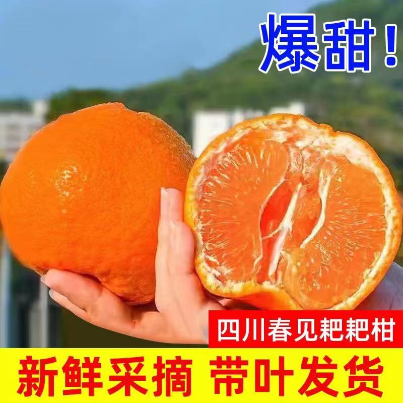 （李白三队）四川眉山春见耙耙柑现摘现发净重8斤
